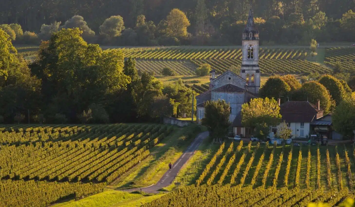 Bordeaux Wine Fields