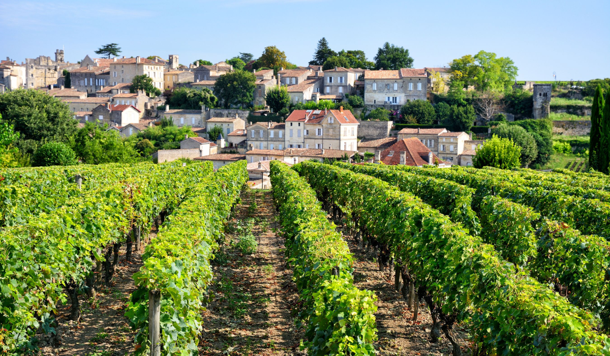 Bordeaux's Wine Field