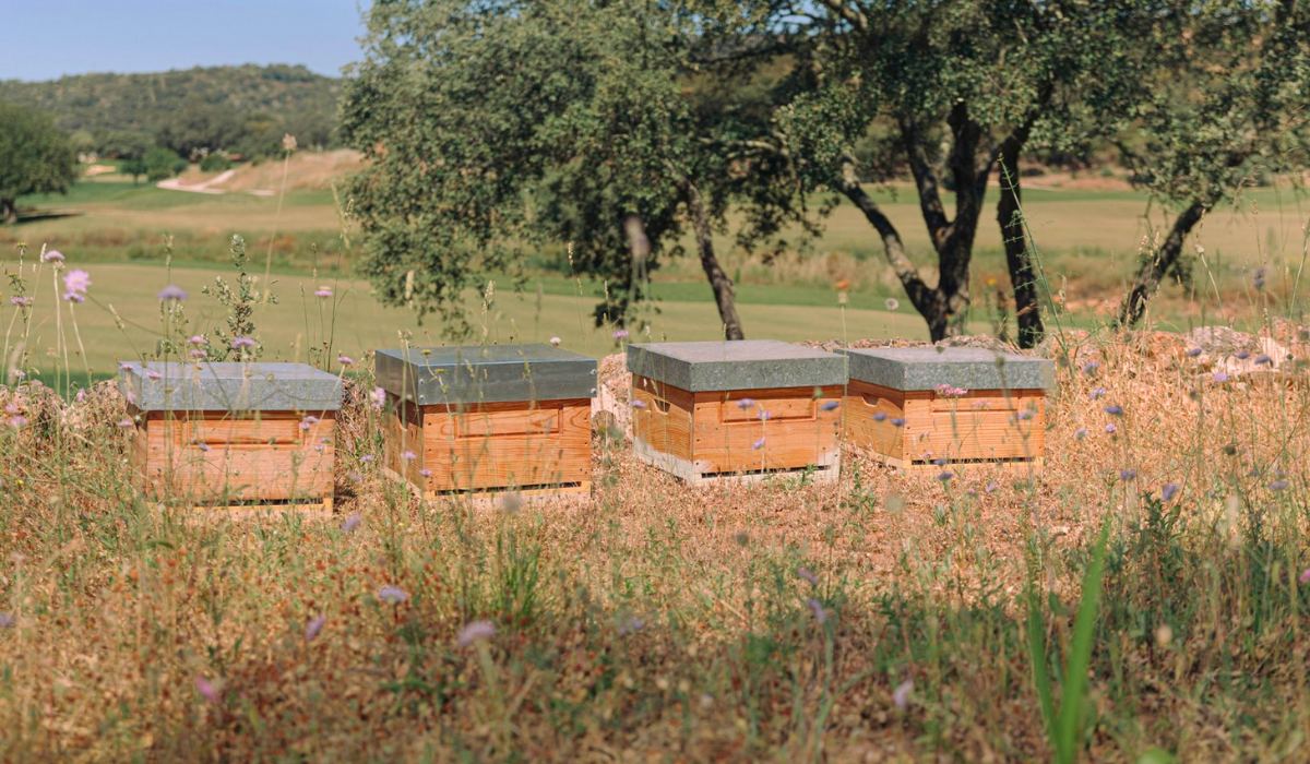 Honey Harvest