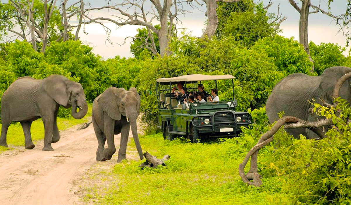 Safari at Chobe National Park