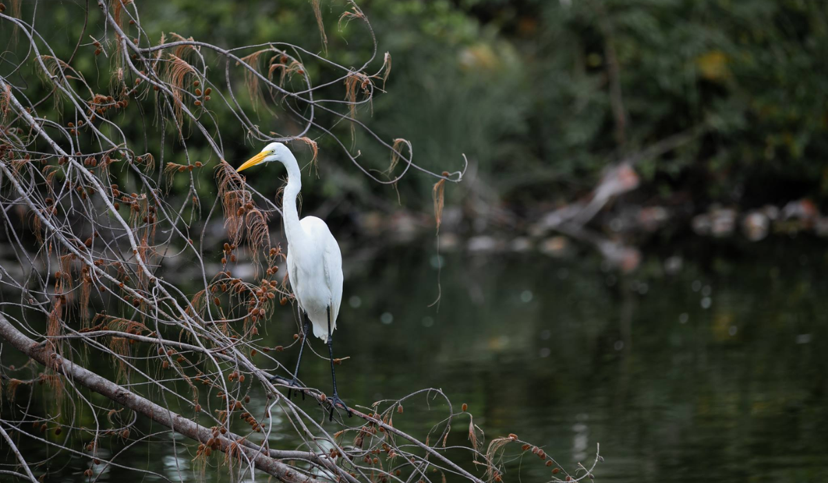 Bahía Beach’s Gold Audubon
