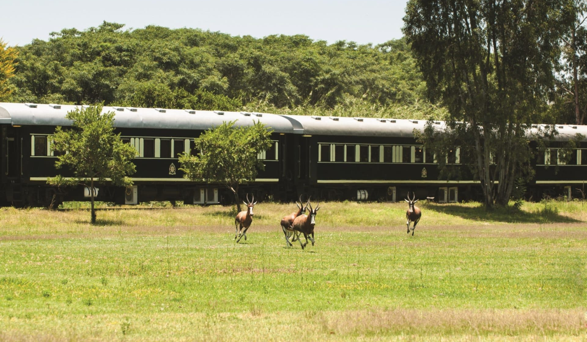Safari