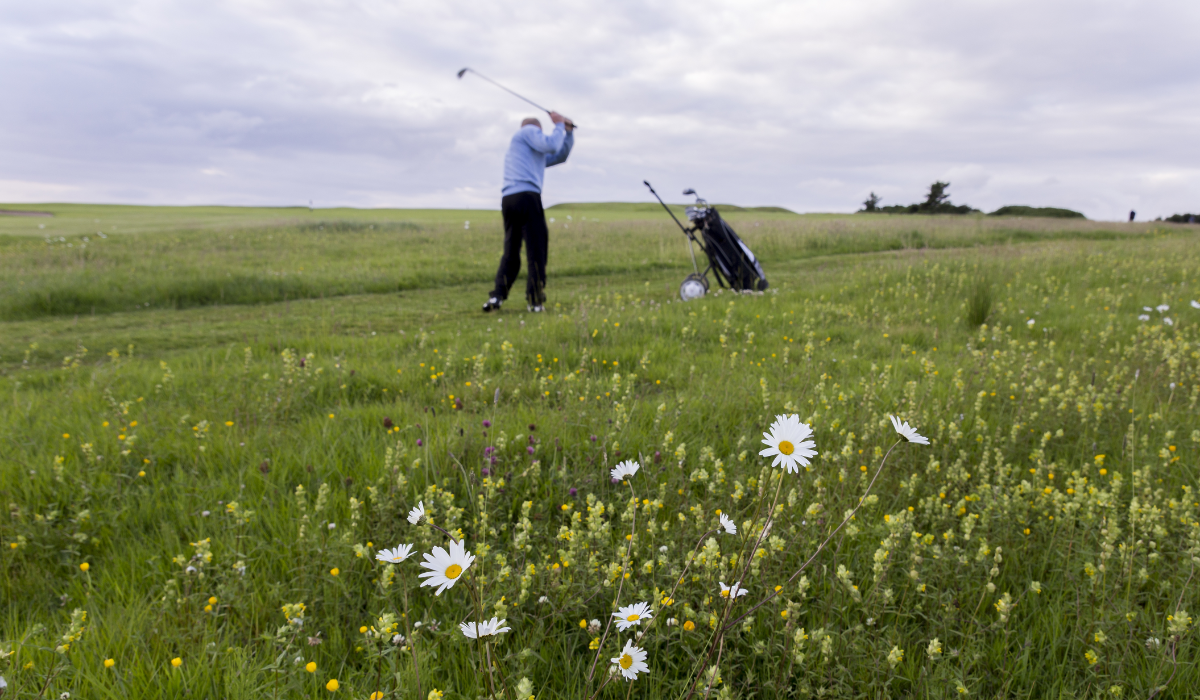 Wildflowers at Golf Course