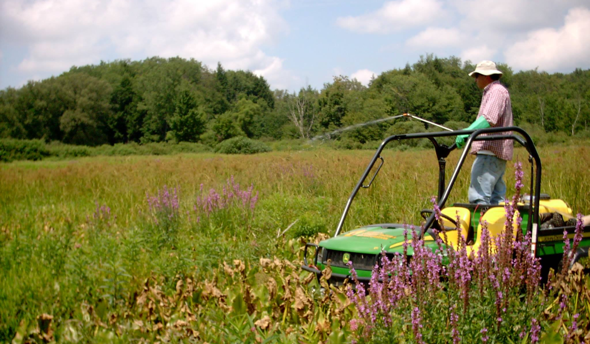 Invasive Plants on Golf Course