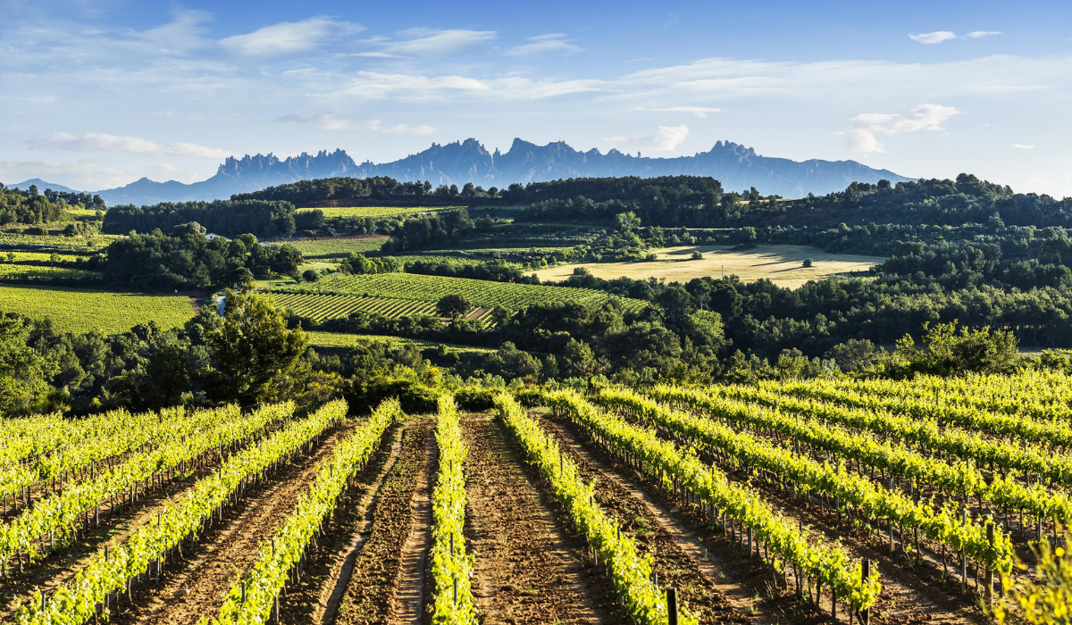 Vineyards in Penedès