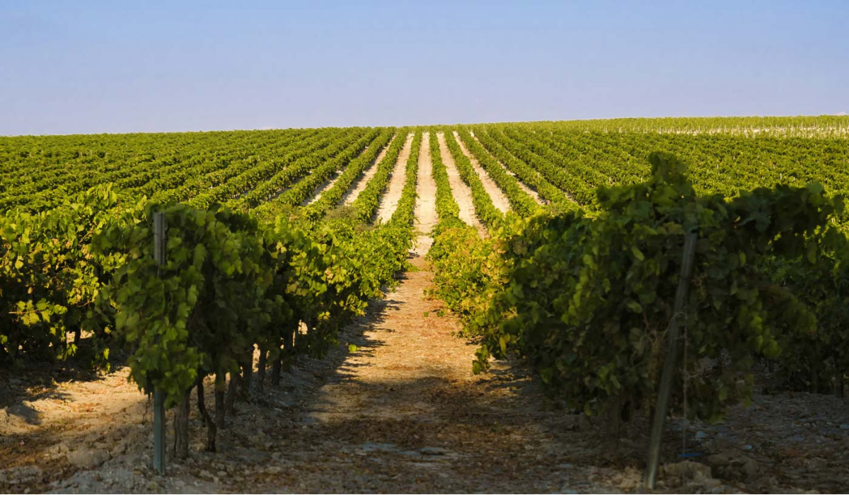 Montilla-Moriles Vineyards