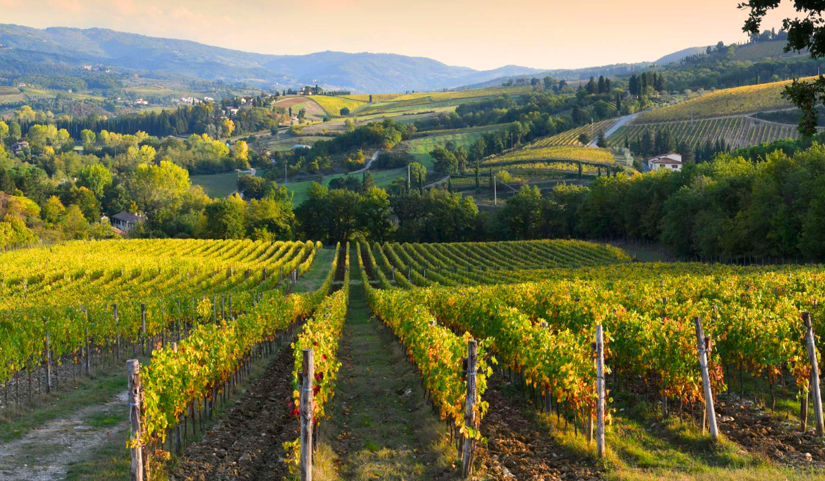 Wineyard in Tuscany