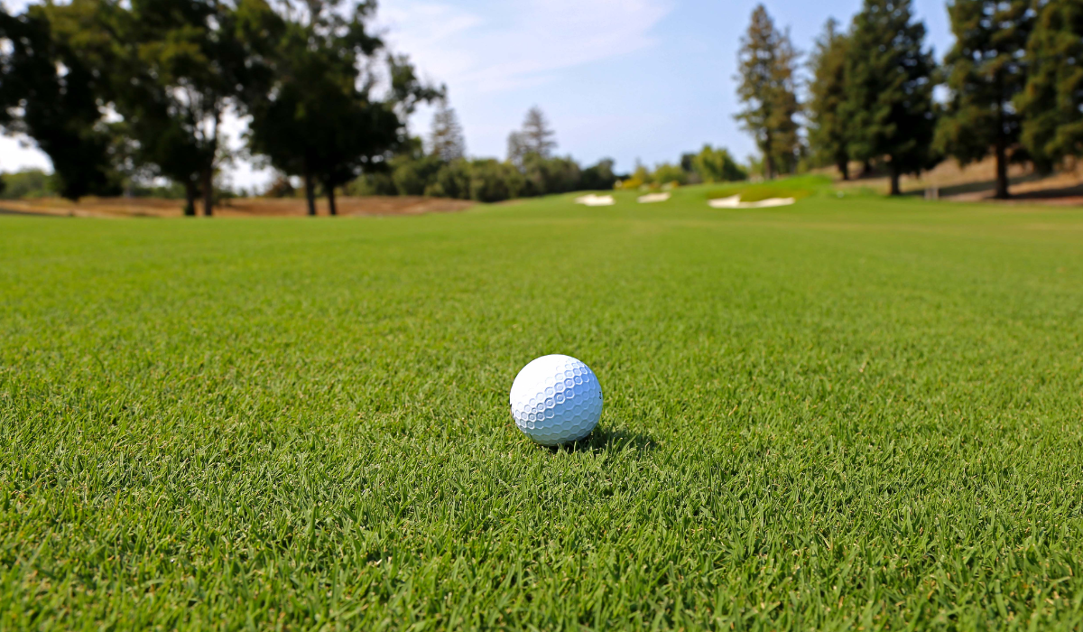 Bermudagrass