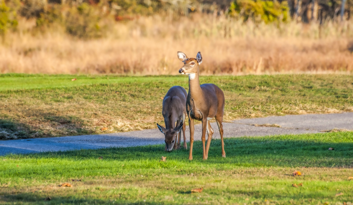 Wildlife Habitats