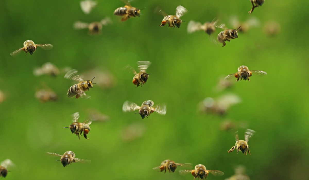 Bees