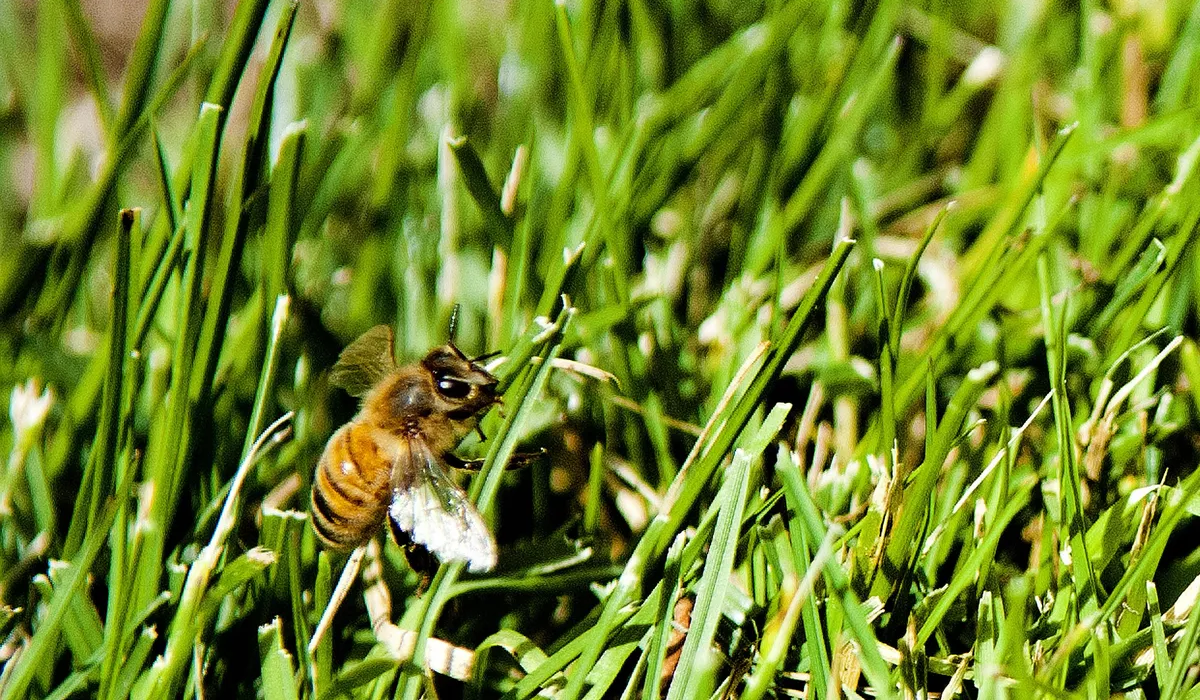 Bees on the Golf Course