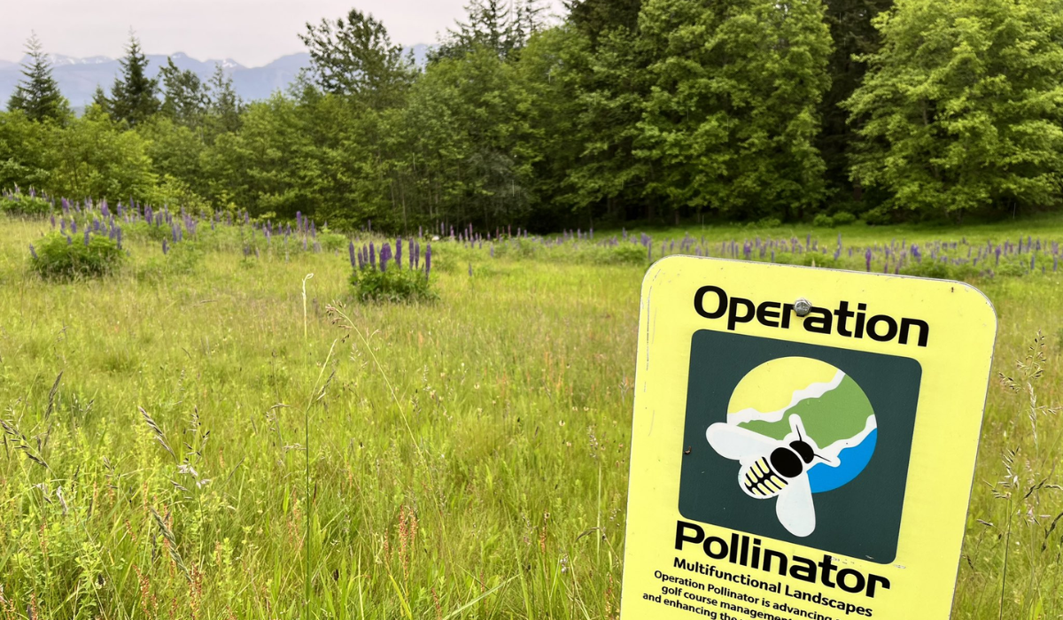 Bee Pollinator Program