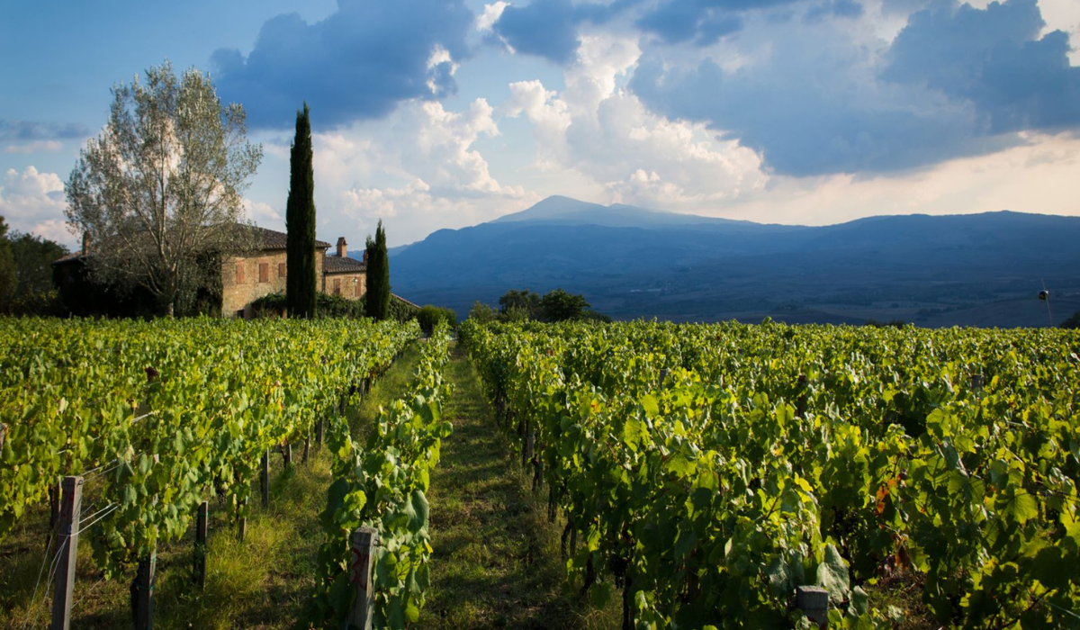 Montalcino Vineyard