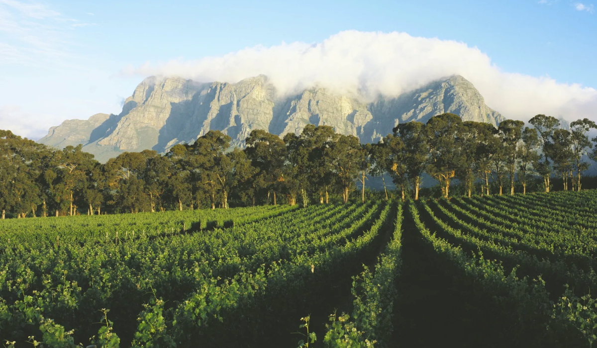 Pinotage Vineyards
