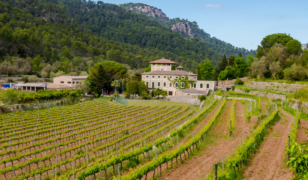 Mallorca's Vineyards
